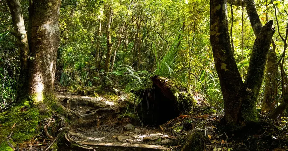 preço do hectare de mata nativa